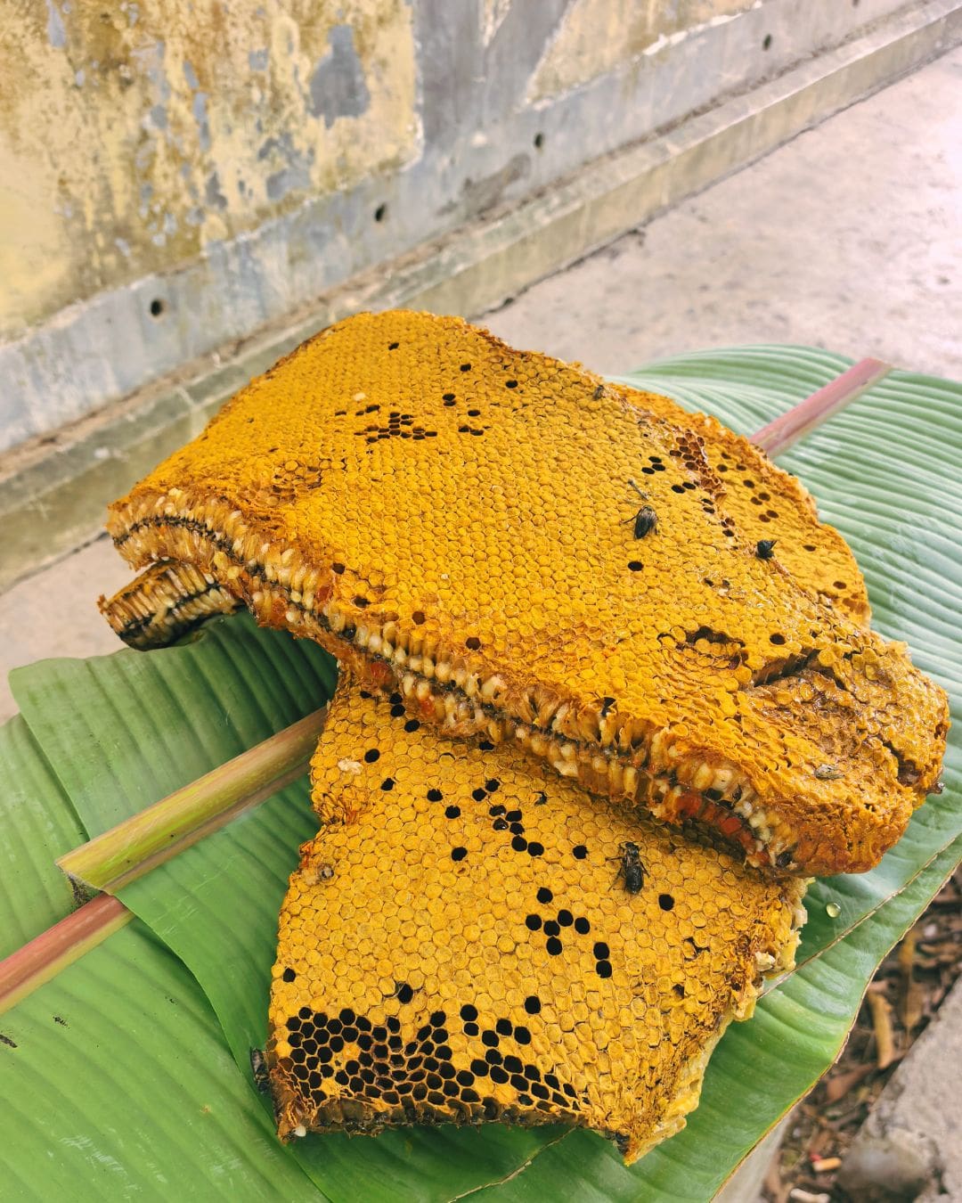 Ani ng Gubat (Wild Honey from Subic Bay, Philippines) - Image 6
