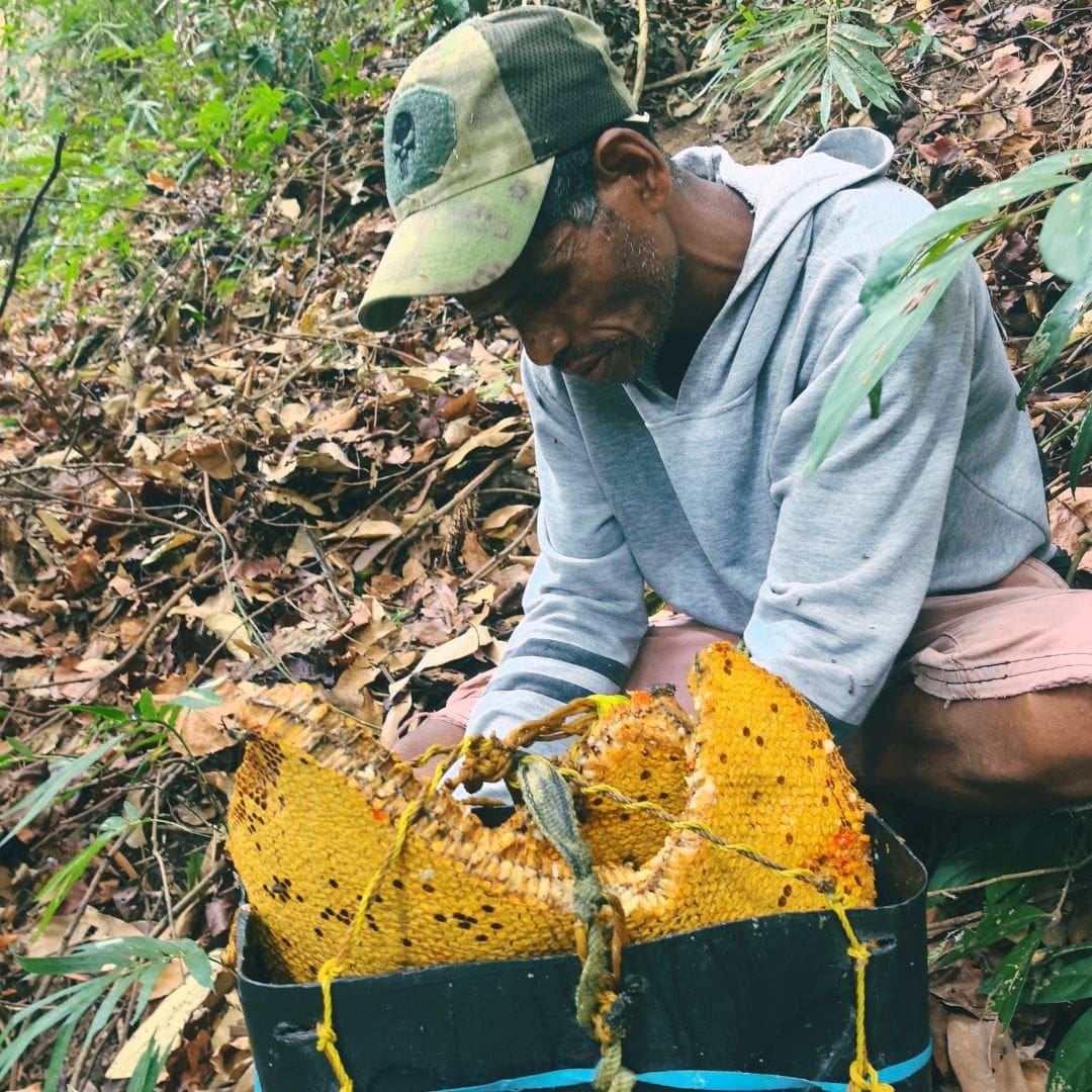 Ani ng Gubat (Wild Honey from Subic Bay, Philippines) - Image 14